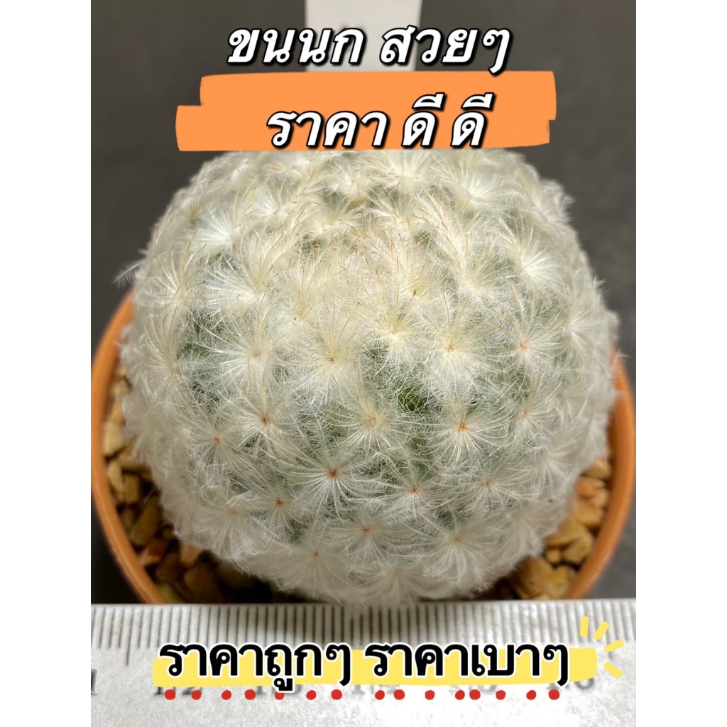 แมมมิลลาเรียขนนกดอกชมพู (Mammillaria plumosa F.A.C.Weber) ขนสวยคัดพิเศษ แคคตัส Cactus กระบองเพชร (N2)