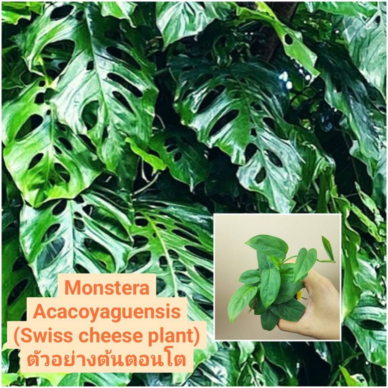 Monstera Acacoyaguensis (Swiss cheese) มอนสเตร่า อะคาโคยา หรือ สวิสชีส สายสะสม ไม้หายาก ไม้ฟอกอากาศ ไม้ชำรากแข็งแรง