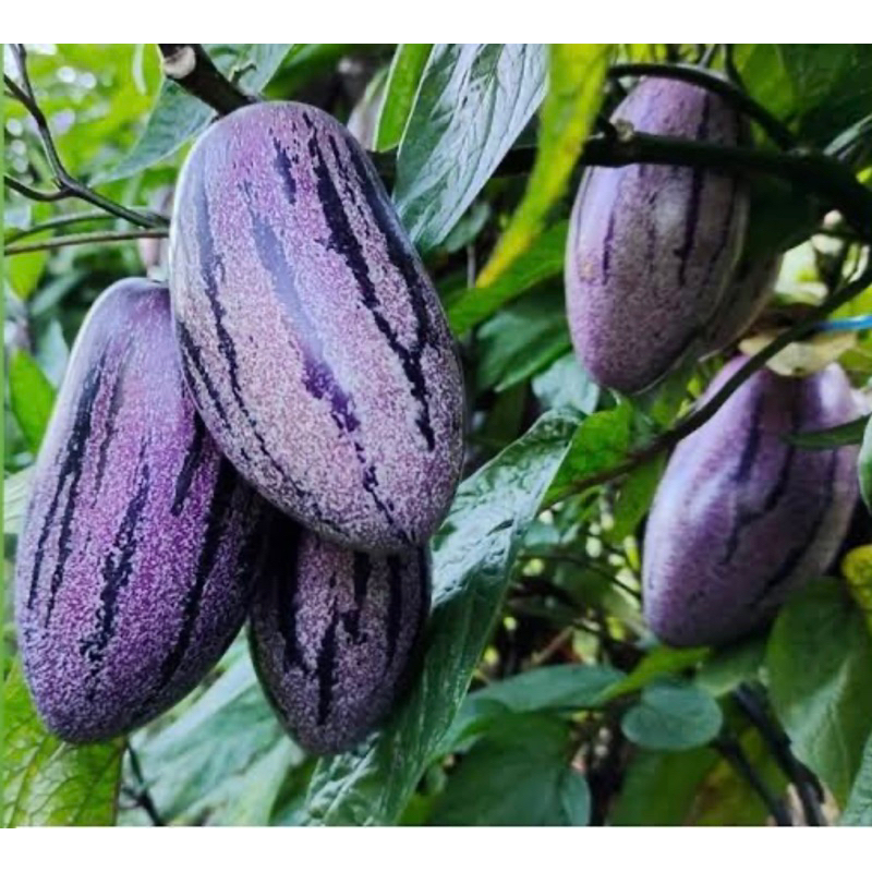 🪴เปปิโนเมล่อน สีม่วง 👉เมล่อนจิ๋ว🍈กลิ่นหอมหวานอร่อย🌿ปลุกง่าย🌳ลูกดก