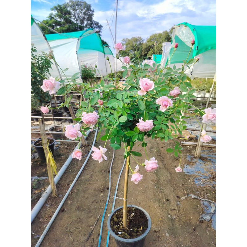 กุหลาบ-ทรีโรสเลดี้แฮลูม Tree Rose Lady Heirloom  สีชมพู ดอกห้อยลง หอมมาก