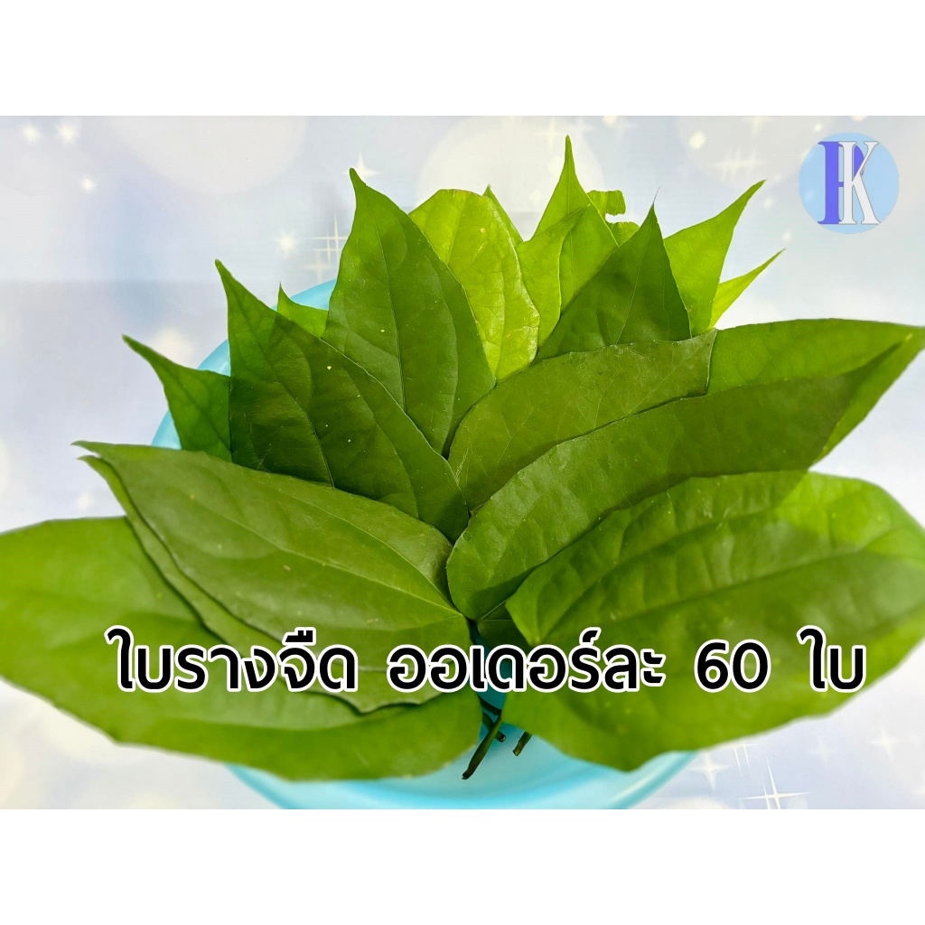 ใบรางจืด (Laurel clockvine / Blue trumphet vine) (ออเดอร์ละ 60 ใบ)
