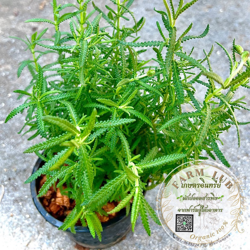 ต้นลาเวนเดอร์ ลาเวนเดอร์ฝรั่งเศส Lavandula Dentata/Lavander พร้อมปลูก