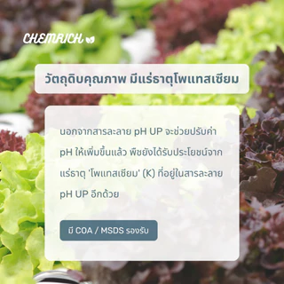 5000ml pH UP น้ำยาเพิ่มค่า pH สูตรเข้มข้น / Concentrated buffering solution (base) for pH stability - Chemrich