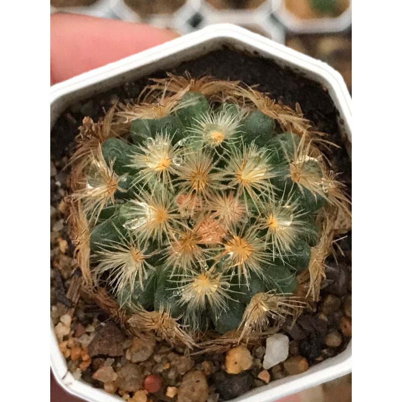 แมมขนนกแดง นกเน่ mammillaria plumosa hybrid