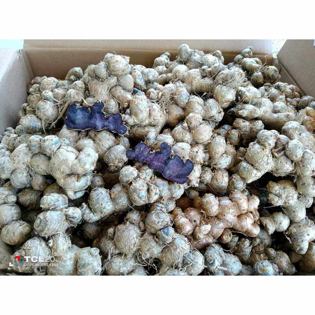 กระชายดำสด ขุดสดจากสวน 1,000กรัม