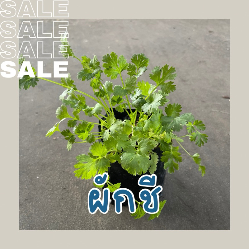 ผักชี ในถุงดำ 3.5 x 7 นิ้ว