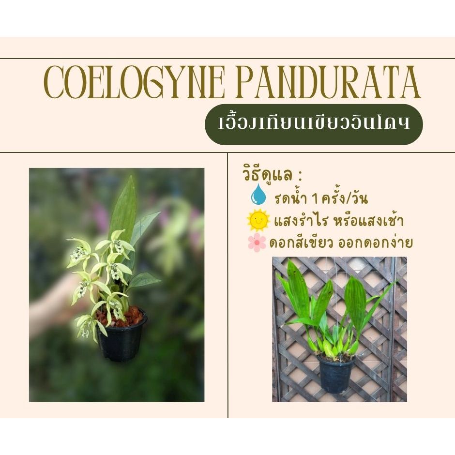 เอื้องเทียนเขียวอินโดฯ (Coelogyne pandurata)