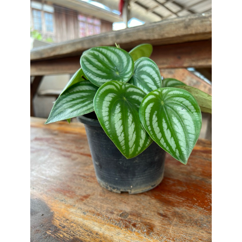 🪴ต้นเปเปอร์โรเมีย ลายแตงโม Watermelon peperomia🍉ส่งแบบถุง