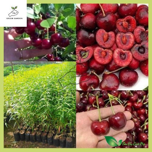 เชอร์รี่แดงอเมริกัน ต้นเชอร์รี่แดงอเมริกัน ต้นทาบ สูง 60-80ซม. ผลกลมใหญ่ ฉ่ำ รสหวาน