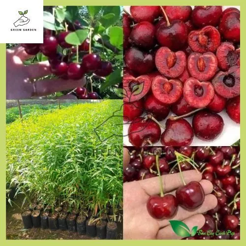 เชอร์รี่แดงอเมริกัน ต้นเชอร์รี่แดงอเมริกัน ต้นทาบ สูง 60-80ซม. ผลกลมใหญ่ ฉ่ำ รสหวาน