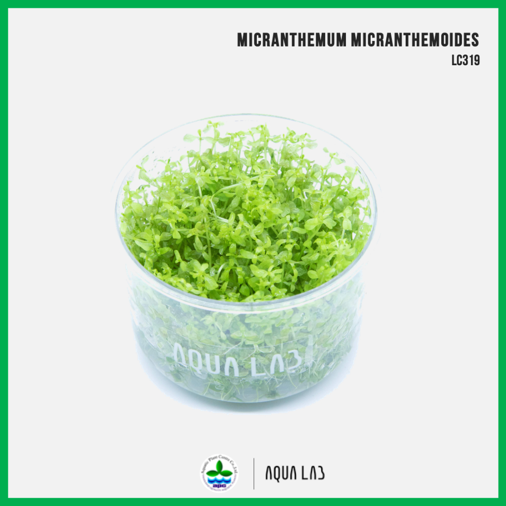 [APC] Micranthemum micranthemoides (ไมแครนทิมัม) [ไม้น้ำ - Aquatic Plants] LC319