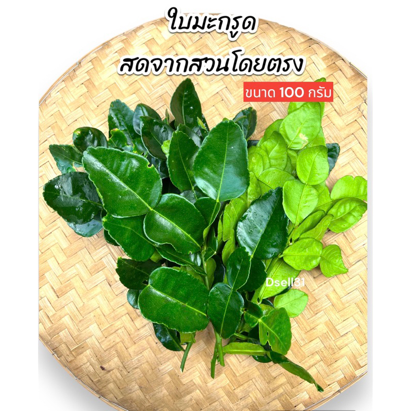 ใบมะกรูดสด ขนาด 1 ขีด ใบมะกรูดสวน ใบมะกรูดทำอาหาร ส่งจากสวนโดยตรง