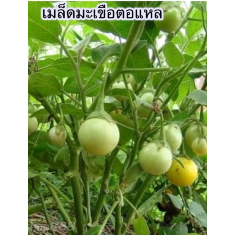 เมล็ดมะเขือตอแหล 30 เมล็ด ลูกดก เป็นพวง