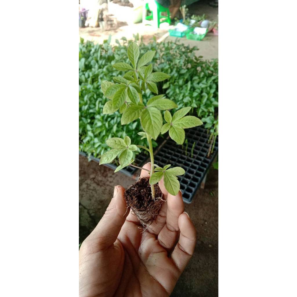 ต้นกล้าดอกเสี้ยนฝรั่งคละสี ช่อดอกมีขนาดใหญ่ พร้อมปลูก ซื้อ 10 แถม 2