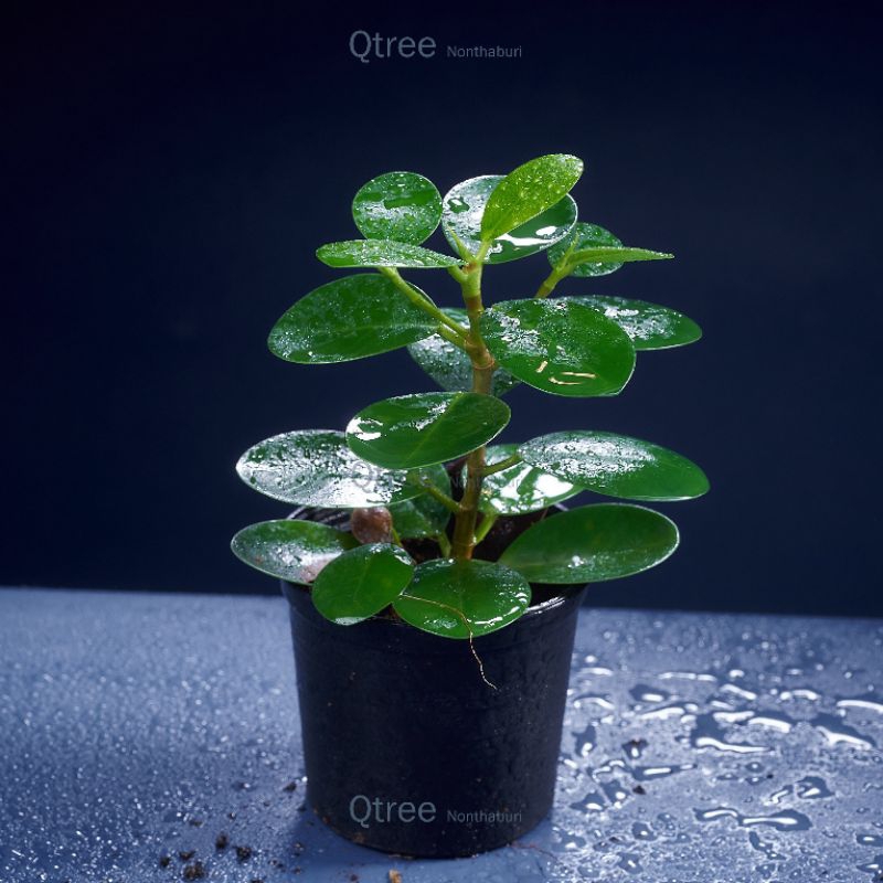 ต้นช้อนเงินช้อนทอง ต้นไม้มงคลเลี้ยงง่ายใบเขียวมันๆกลมๆ