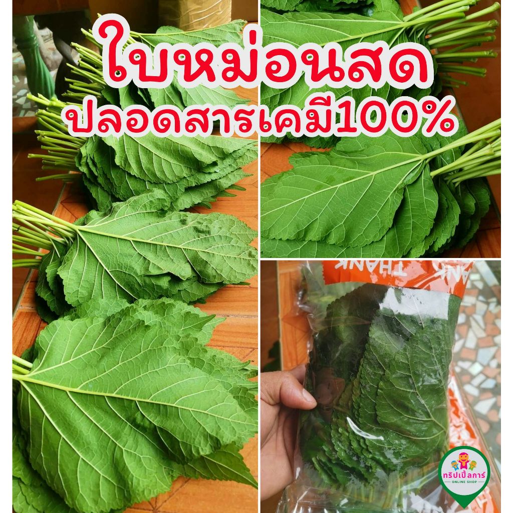 ใบหม่อนสด​ ปลอดสารเคมี100% เก็บสดก่อนส่ง 200-500 กรัม
