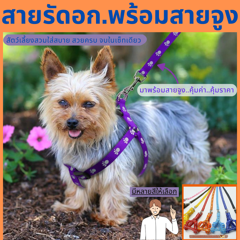 สายจูงคล้องน่าอกน้องหมา-แมว สายจูงสัตว์เลี้ยง เชือกจูงแมว เชือกจูงสุนัข ราคาประหยัด สินค้ามีคุณภาพ พร้อมจัดส่ง