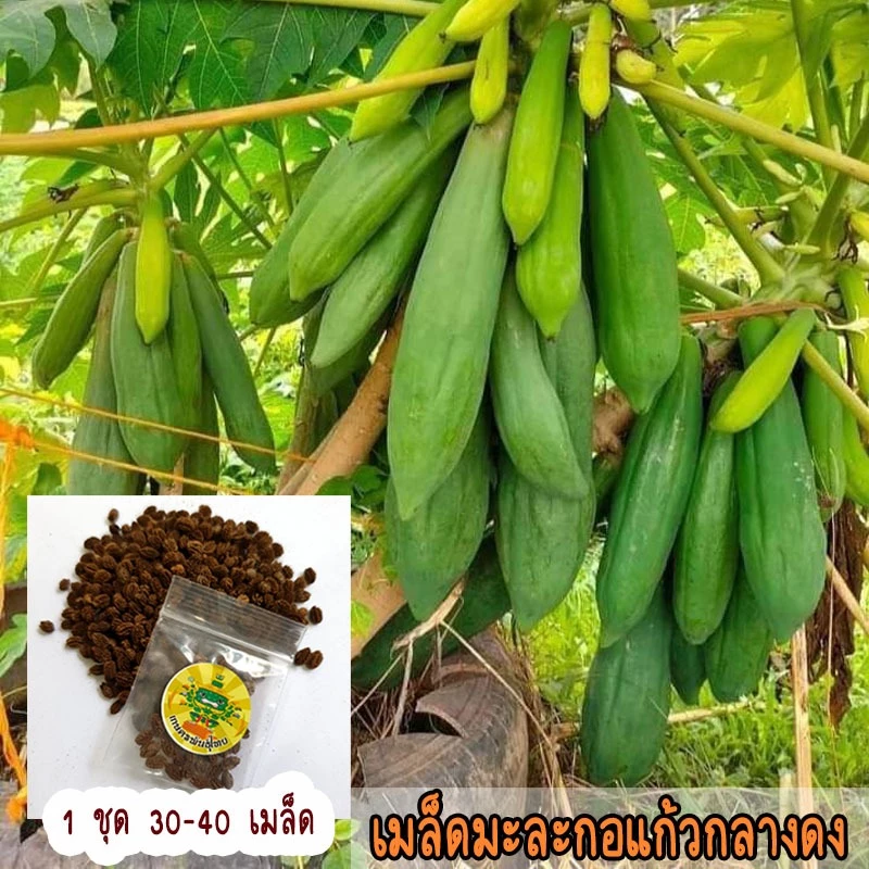เมล็ดมะละกอแก้วกลางดง ลูกดกต้นเตี้ย เนื้อดิบฉ่ำน้ำกรอบ ทำส้มตำอร่อย