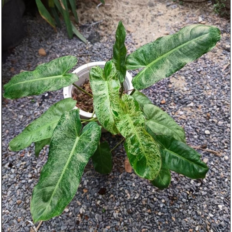 พาไรโซ่ด่าง : Philodendron paraiso variegated : ขนาด L