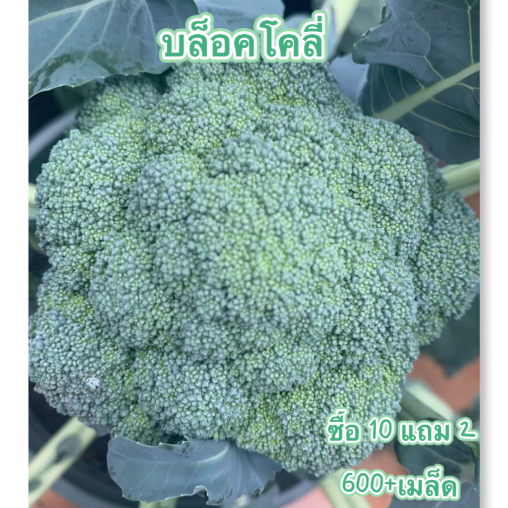 บร็อคโคลี่📌ถูกที่สุด.📌เมล็ดพันธุ์บร็อคโคลี่ 600เมล็ด☘️ปลูกง่าย🌱ขึ้นไว🌱ทำกับข้าวอร่อย Broccoli