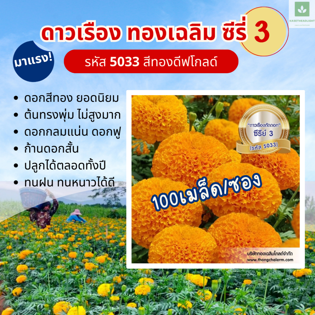100เมล็ด ซีรี่ 3 สีทองเข้ม ทองเฉลิม ดีฟโกลด์ 5033 ดาวเรืองตัดดอก F1 เมล็ดพันธุ์ดาวเรือง