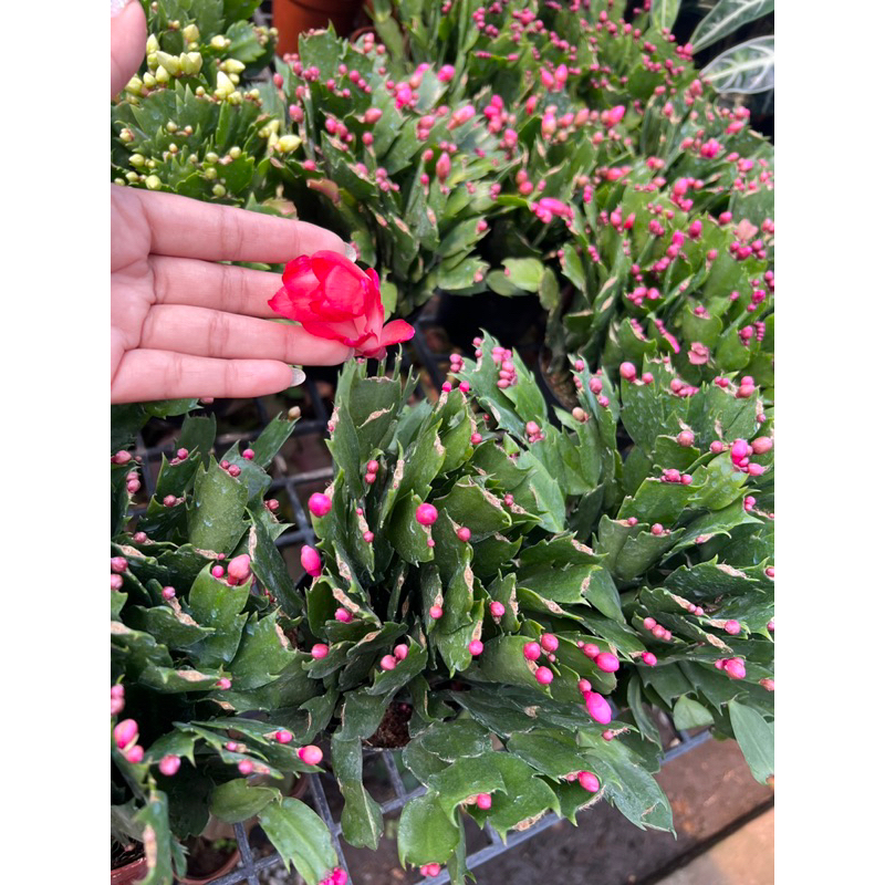 #โบตั๋นแคระ หรือ #Christmas cactus ติดดอกทุก เป็นกระบองเพชร ชนิดหนึ่ง | ต้นไม้มงคล ปลูกแล้วโชคลาภ เงินทองไหลมาเทมา