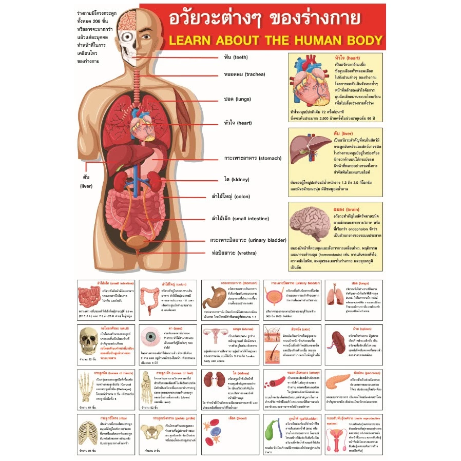 โปสเตอร์ ขนาด 13x19 นิ้ว อวัยวะต่างๆ ของร่างกาย