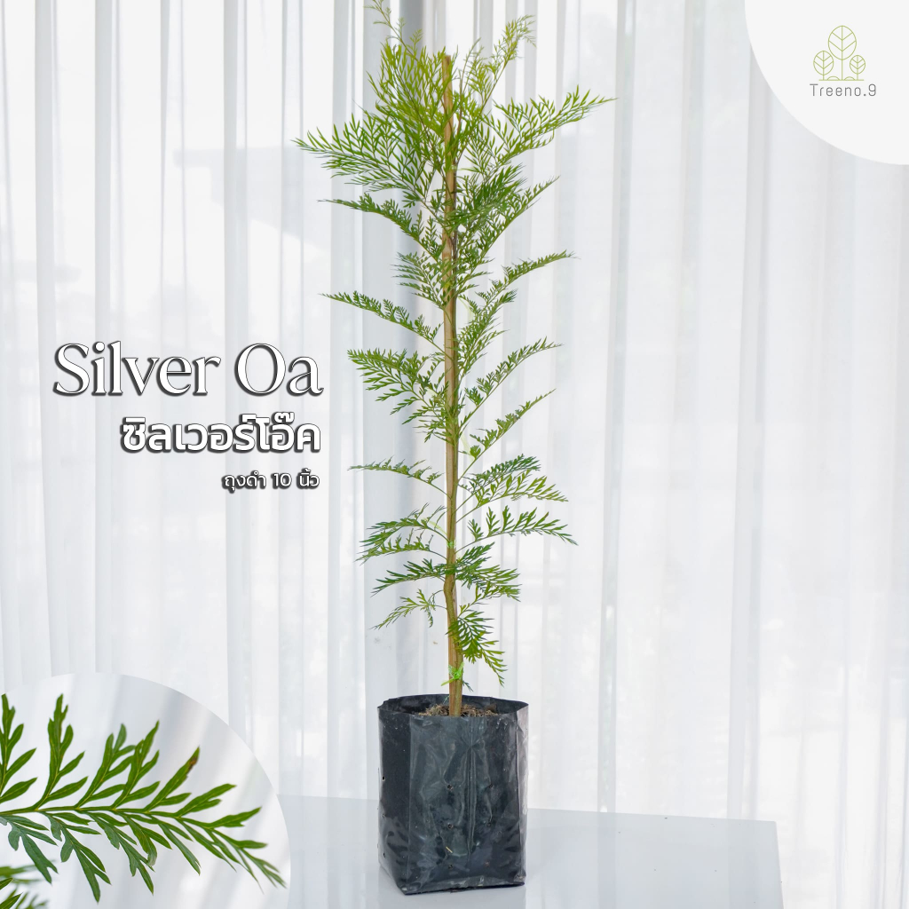 Treeno.9 T71 ซิลเวอร์โอ๊ค (Silver Oa) ถุง 10 นิ้ว / สูง 80-100 ซม. / ไม้ประดับ ไม้ฟอกอากาศ (ต้นไม้)