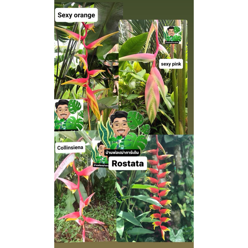 Heliconia 🌹(Sexy pink ,Sexy orange, Colinsiena,Rostata, rauliniana)