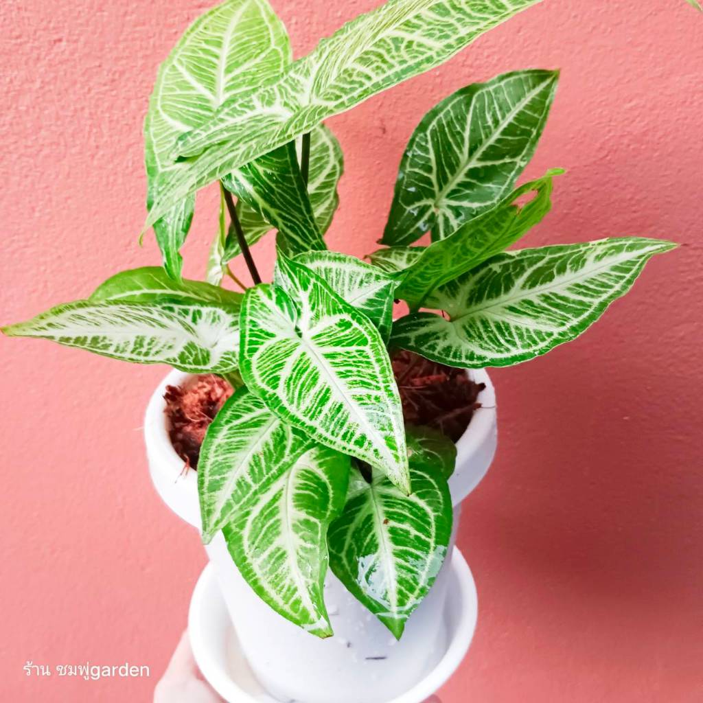 ออมลายกนก (ส่งพร้อมกระถาง)Syngonium Batik เลี้ยงน้ำได้ ไม้ฟอกอากาศ ต้นไม้ กระถาง6นิ้ว ราคา ถูกที่สุด ดีลบีเคเค แกลเลอรีภาพที่ 2