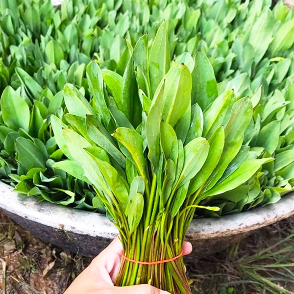 ผักพายน้อย🎯ถูกที่สุด25บ.🎯เมล็ดพันธุ์ผักพายน้อย 2,000+++เมล็ด☘️งอกง่าย🌱โตไว☘️พุ่มใหญ่