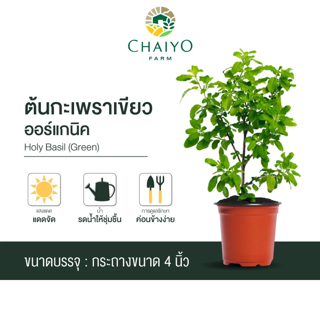 ต้นกะเพราแดง ต้นกะเพราเขียว และ ต้นโหระพาไทย ออร์แกนิค (รวมสมุนไพรไทย ออร์แกนิค 3 ชนิด) กระถาง 4 นิ้ว และ 6 นิ้ว