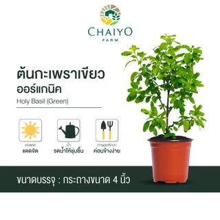 ต้นกะเพราแดง ต้นกะเพราเขียว และ ต้นโหระพาไทย ออร์แกนิค (รวมสมุนไพรไทย ออร์แกนิค 3 ชนิด) กระถาง 4 นิ้ว และ 6 นิ้ว
