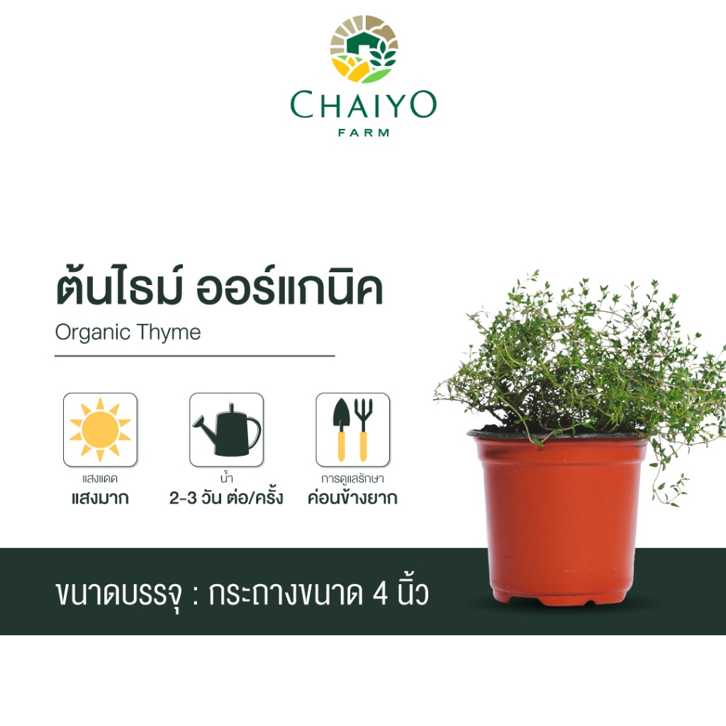 ต้นไธม์ ออร์แกนิค Organic Thyme กระถาง 4 นิ้วและ 6 นิ้ว