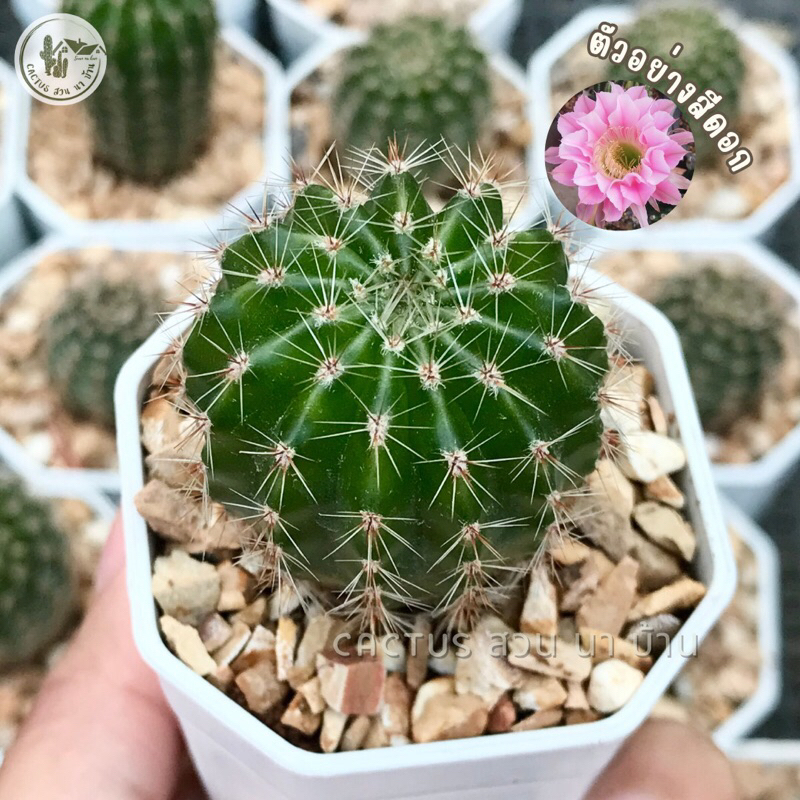 อิชินอปซิส ไฮบริด (Echinopsis Hybrid angle) กระบองเพชร ส่งทั้งกระถาง