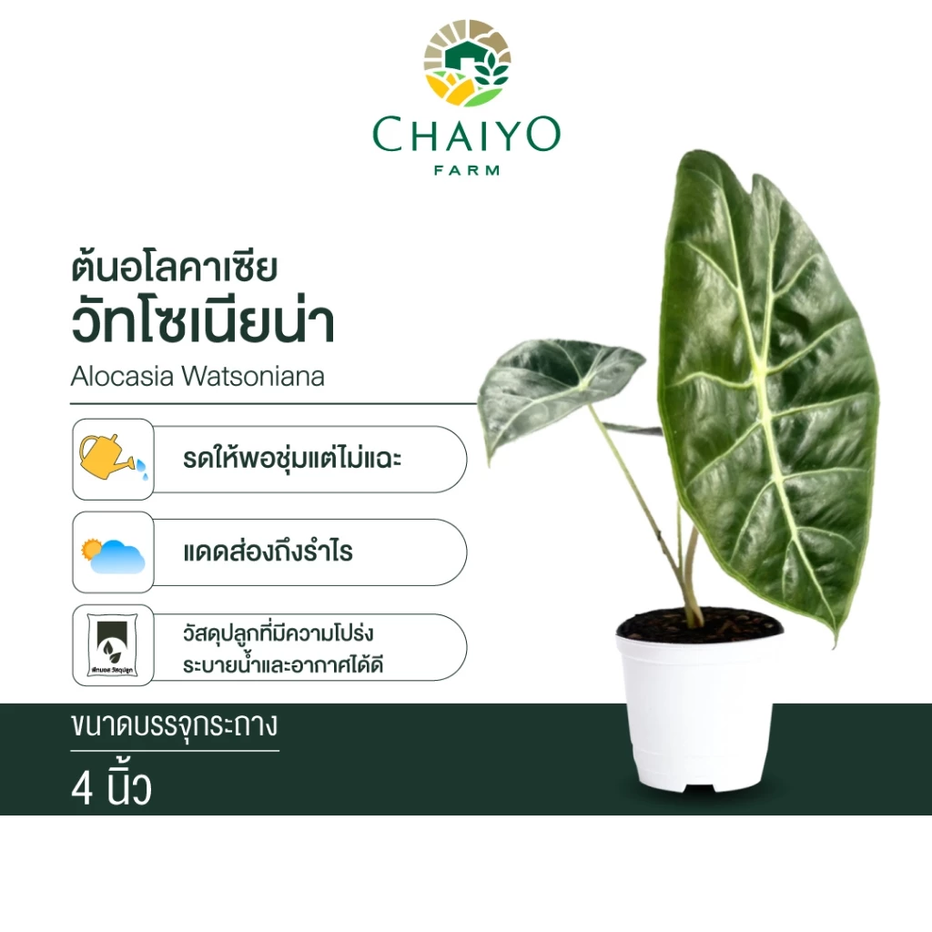 ต้น อโลคาเซีย วัทโซเนียน่า Alocasia Watsoniana
