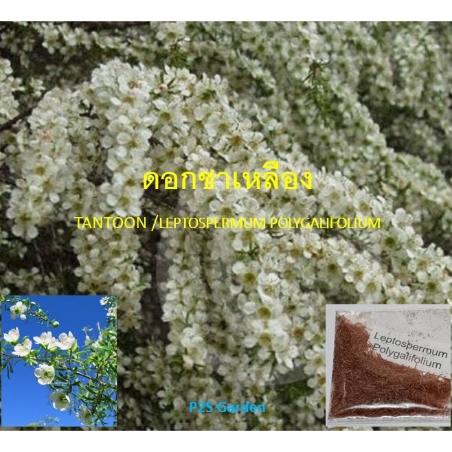 เมล็ดพันธุ์ ต้นดอกชาเหลือง Manuka Jellybush / Tantoon Tea Tree / 100 เม็ด (Australia)