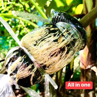 ฮอร์โมน เร่งราก ยาเร่งราก All In One 120 ml.ของแท้ 100% ประสิทธิภาพดีมาก ในการเร่งรากพืช