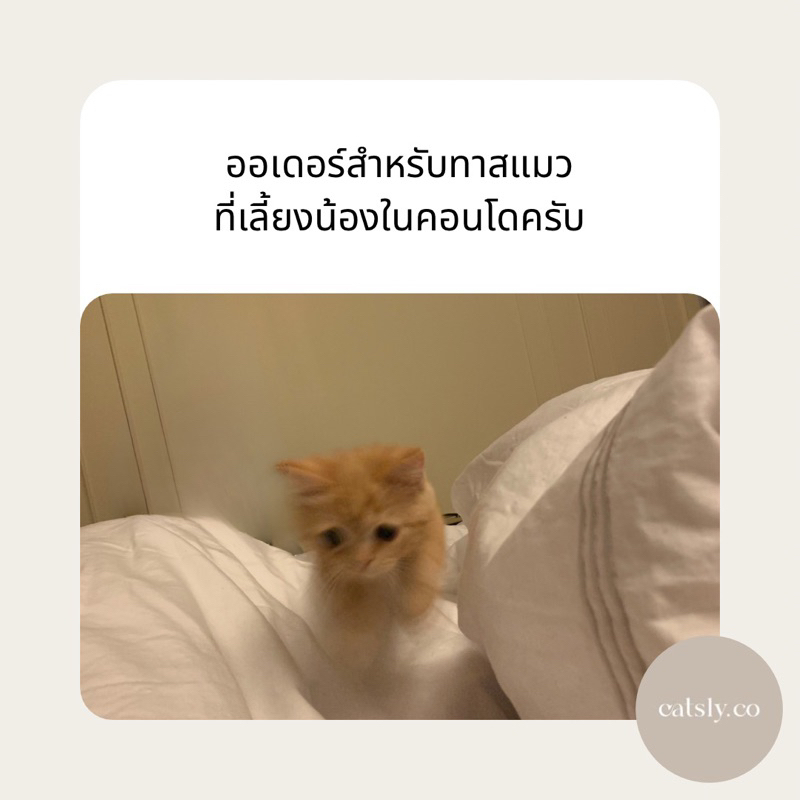 เซ็ทอุปกรณ์บนโต๊ะรับประทานอาหาร