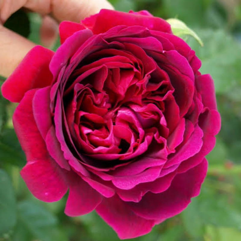 ws2000 กุหลาบพุ่มหอมแรง