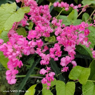 พวงชมพู  ในกระถาง 8 นิ้ว