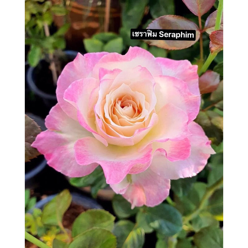 กุหลาบ-เซราฟิม “Seraphim“  สีขาวเหลืองขอบชมพู หอมมาก