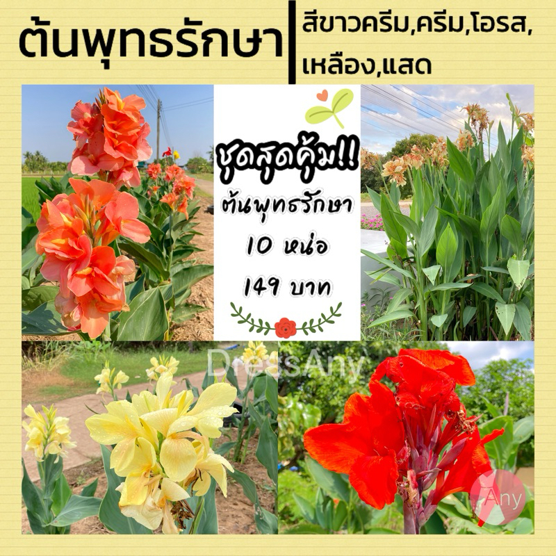ต้นพุทธรักษา ชุด 10 หน่อ (สีครีม สีเหลือง สีแสด สีโอรส สีขาวครีม สีชมพูอ่อน)ส่งแบบหน่อ ห่อตุ้มราก