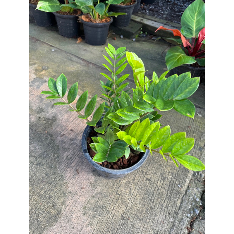 มุมมอง 4