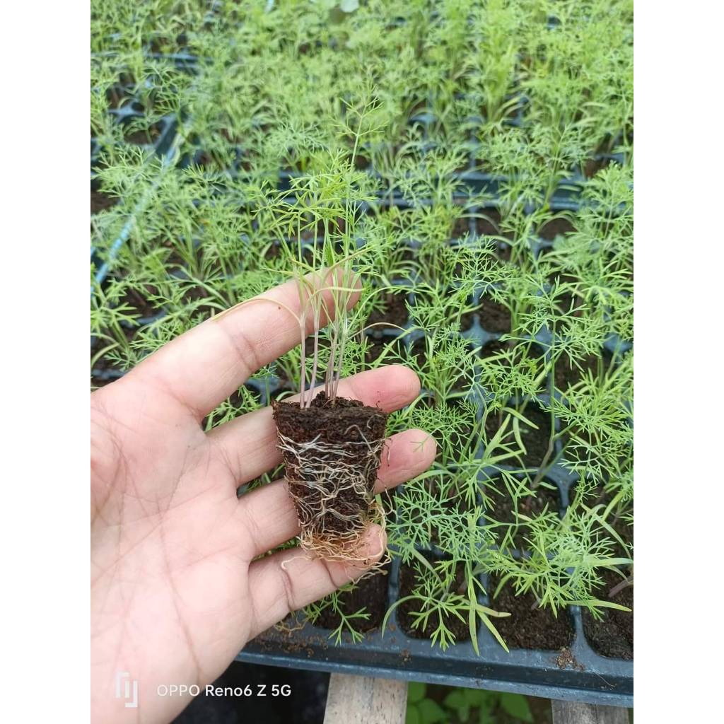 ผักชีลาว เป็นสมุนไพรอีกชนิดหนึ่งที่สามารถบรรเทาอาการนอนไม่หลับได้ กล้าละ 10 บาท ซื้อ 10 แถม 2