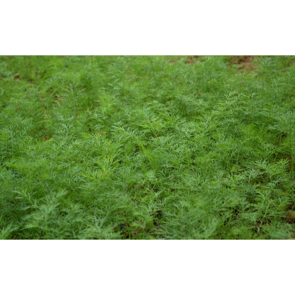 ผักชีลาว เป็นผักสมุนไพรที่มีกลิ่นหอม สามารถเอามาทำอาหารได้  กล้าละ 10 บาท  ซื้อ 10 แถม 2