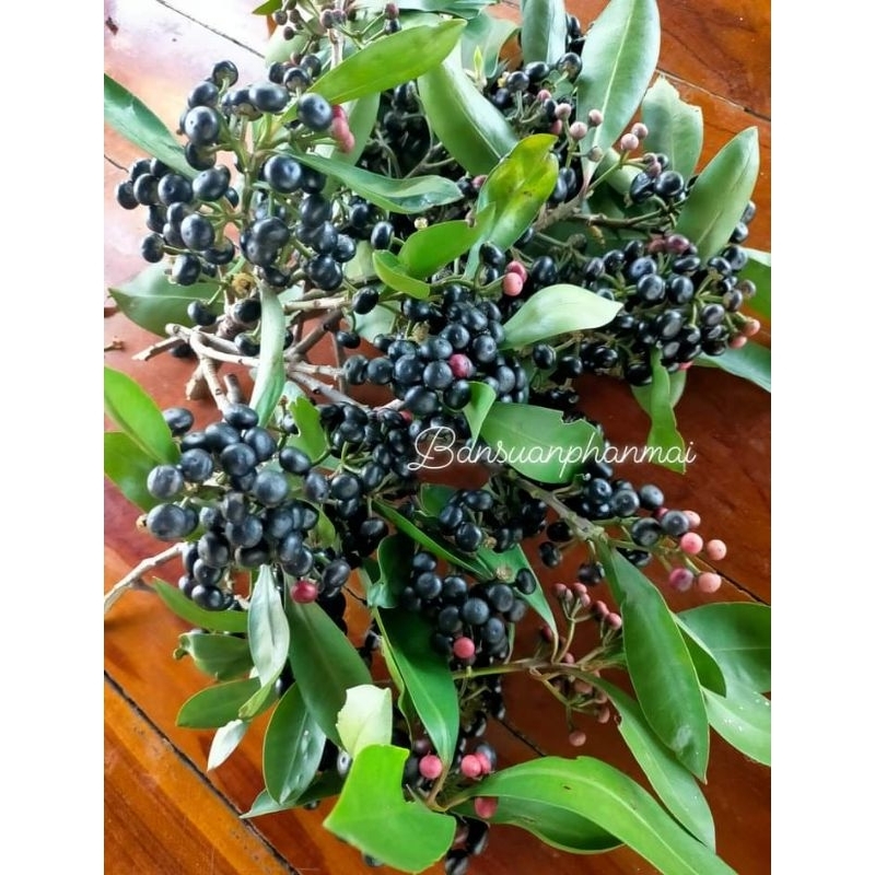 ต้นพิลังกาสา ต้นเพาะเมล็ด สูง 90-100 ซม. จัดชุด 2 ต้น - รูปที่ 4