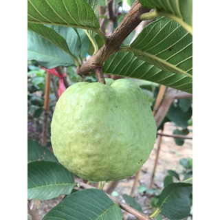 🍏ต้นฝรั่งหงเปาสือ(ไส้แดงหวานกรอบ)🔥สั่งขั้นต่ำ 2 ต้น🔥🔥กดติดตามลดเพิ่ม 10 บาท🔥