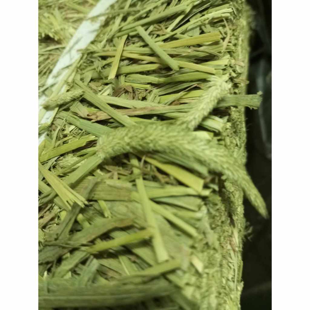 ลดค่าครองชีพกระต่าย เอาใจมี้สายประหยัด ทิโมธี เกรดซุปเปอร์ แบบปึก ไม่ร่อนฝุ่น น.น. 2 ก.ก. เพียง 159 บาท (เฉลี่ยกิโลละ 79