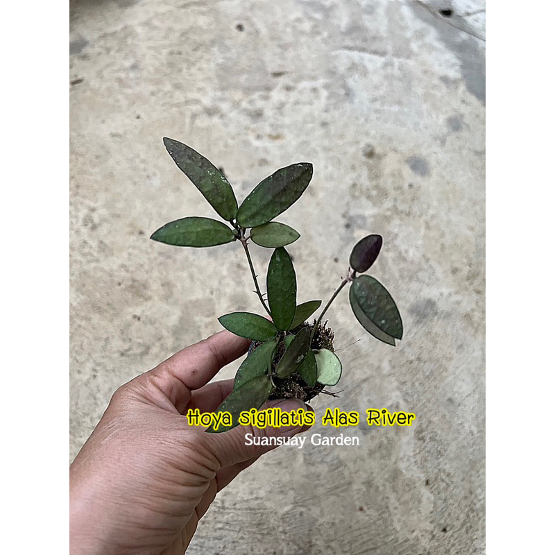 Hoya sigillatis Alas River โฮยาทนแดด ใบสวย ดอกสวยน่ารัก จัดส่งในกระถาง 1 นิ้ว